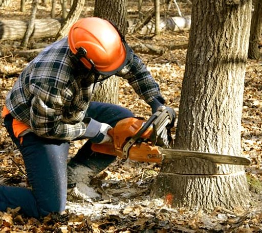 Tree Removal in Mount Blanchard, OH